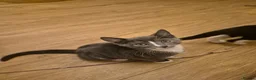 Mixed Breed cats for sale: Russian blue mix kittens  - Advert 4