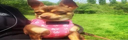 Chihuahua dogs for sale: Beautiful Chihuahua puppies  - Advert 6