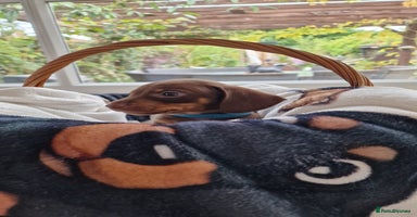 Dachshund dogs - Advert 2