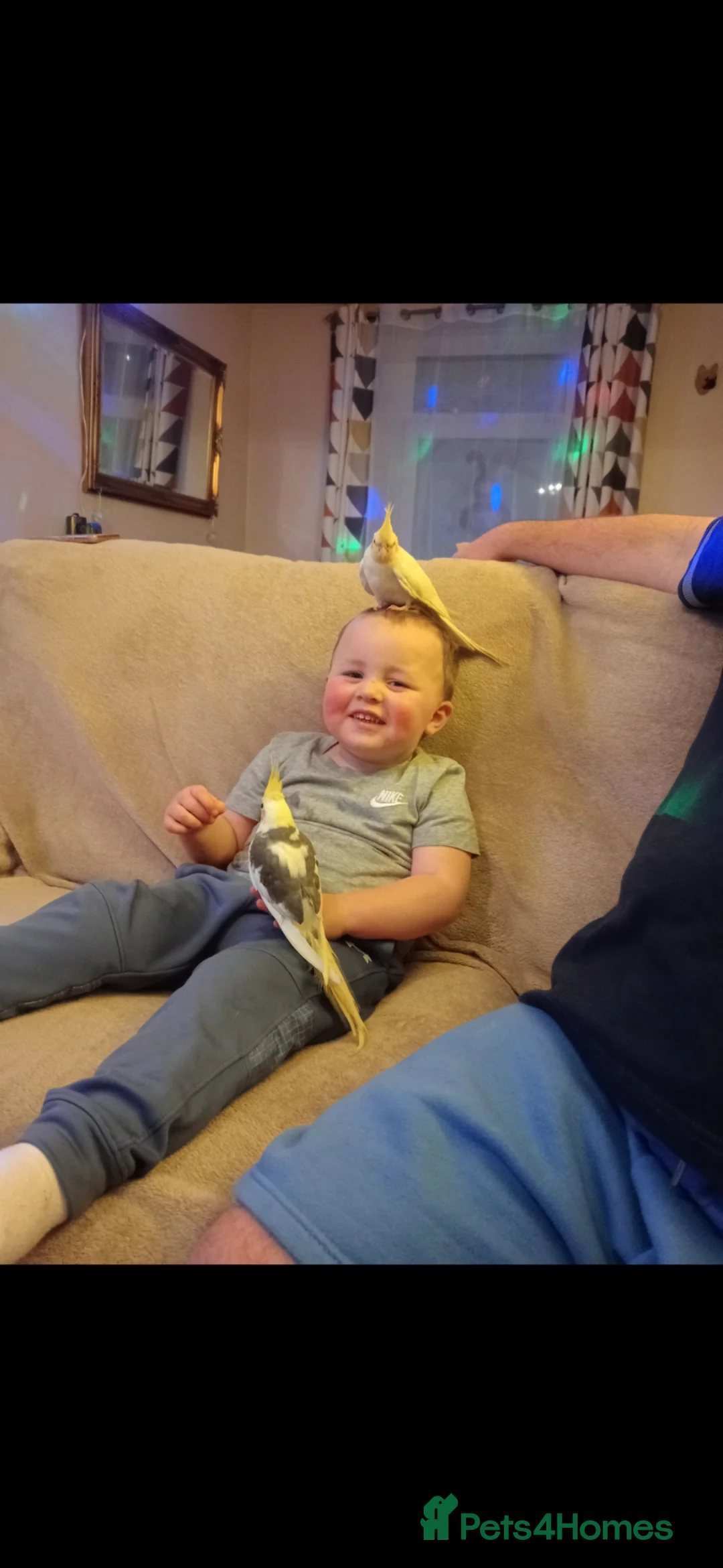 Cockatiels birds for sale: Cockateil chick - Advert 2