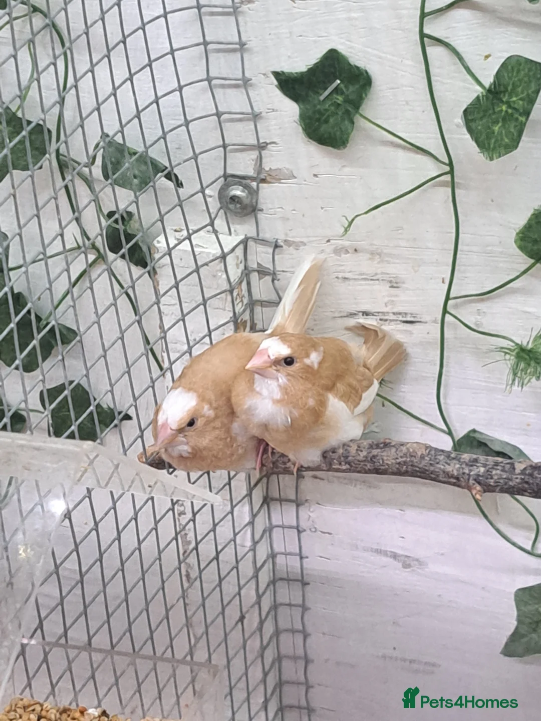 Finches birds for sale: Hi i am selling a mixed lot of my finches  - Advert 6