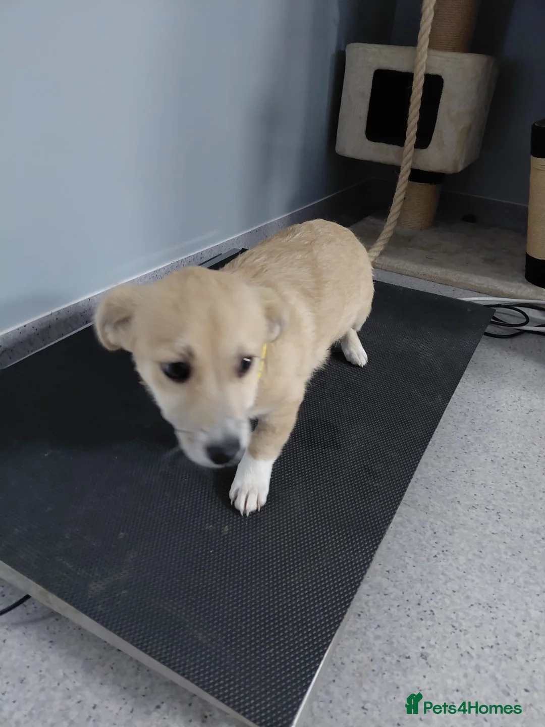 Mixed Breed dogs for adoption: 🌸Little HARA🌸- gentle, grateful and full of love - Advert 16