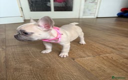French Bulldog dogs for sale: Last 3 pups available !!Kc French bulldog puppy’s  - Image 35
