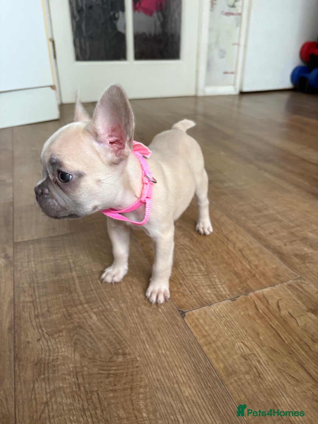 French Bulldog dogs for sale: Last 3 pups available !!Kc French bulldog puppy’s  - Image 35