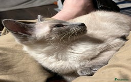 Oriental cats for sale: 5 STUNNING RAGAMESE KITTENS - Image 14