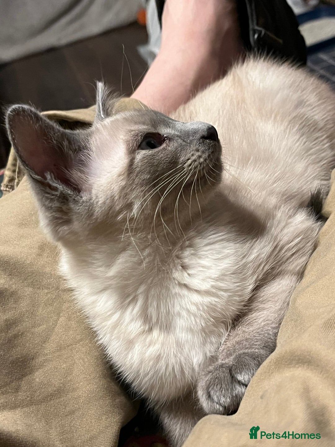 Oriental cats for sale: 5 STUNNING RAGAMESE KITTENS - Image 14