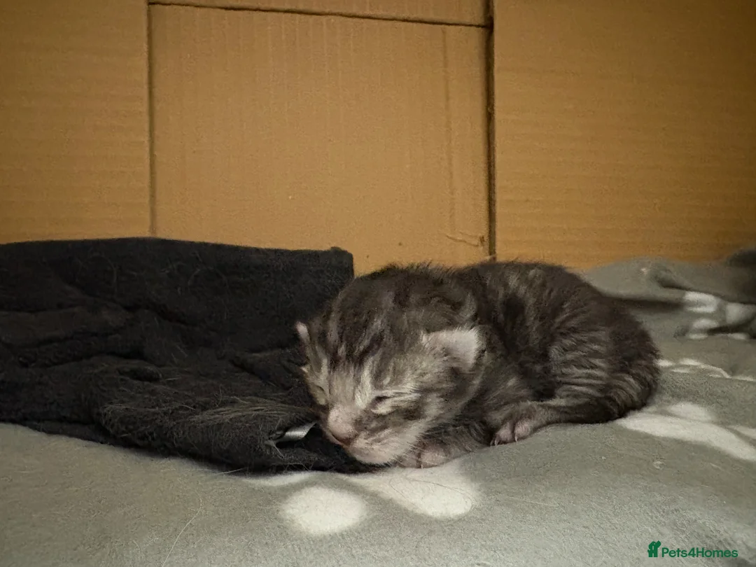 Maine Coon cats for sale: Maine coon mix kitten  - Advert 2