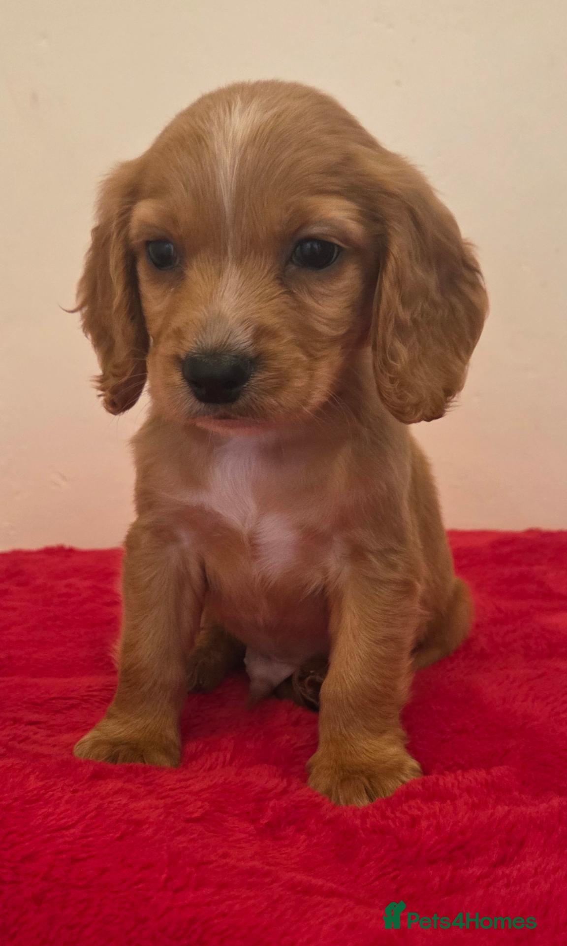 Cocker Spaniel dogs 1 little boy left! - Advert 11