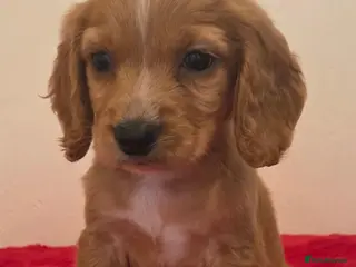 Cocker Spaniel dogs 1 little boy left! - Advert 5