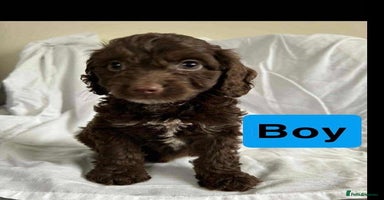 Cockapoo dogs - Advert 14