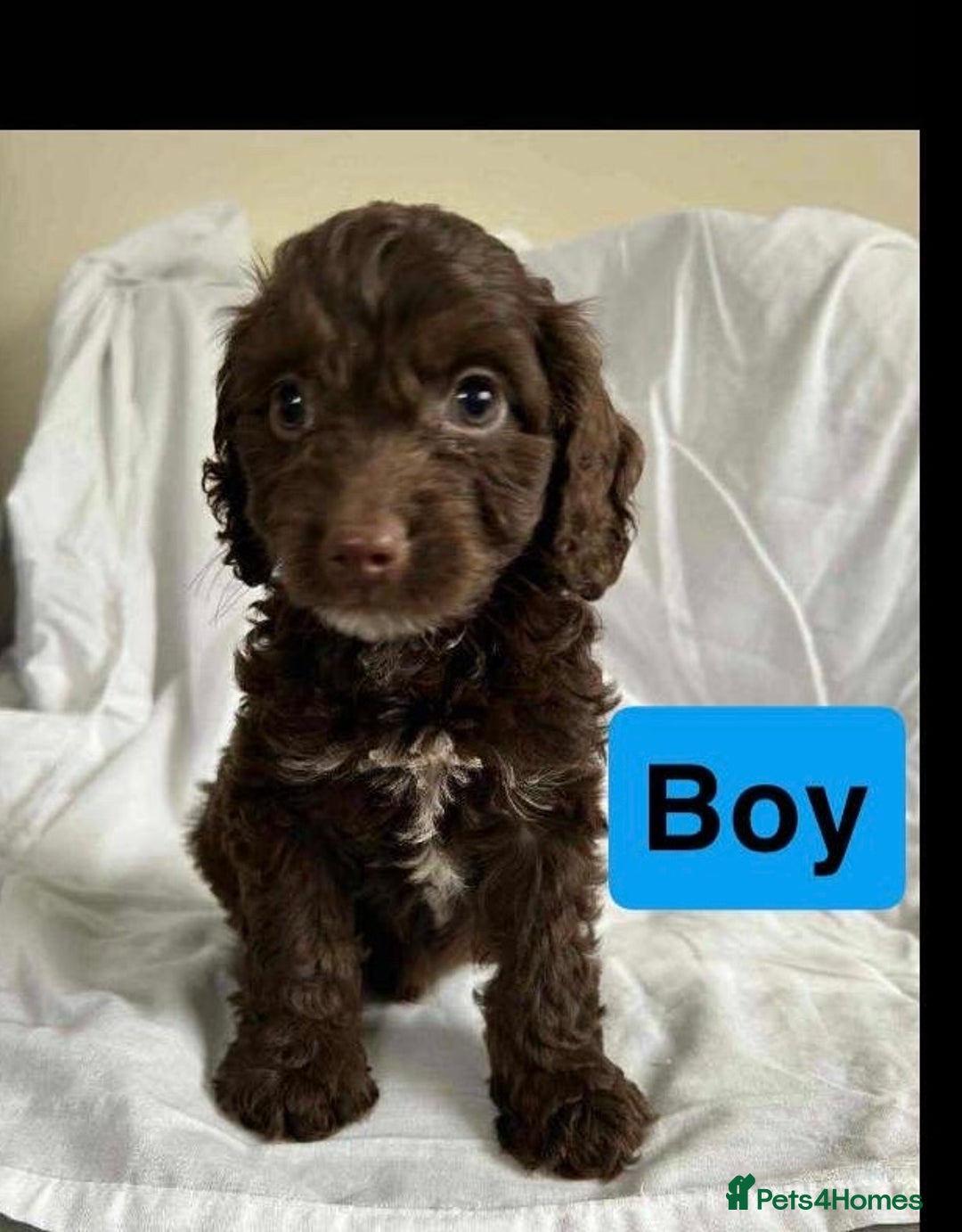 Cockapoo dogs for sale: F1 cockapoo puppies  - Image 8