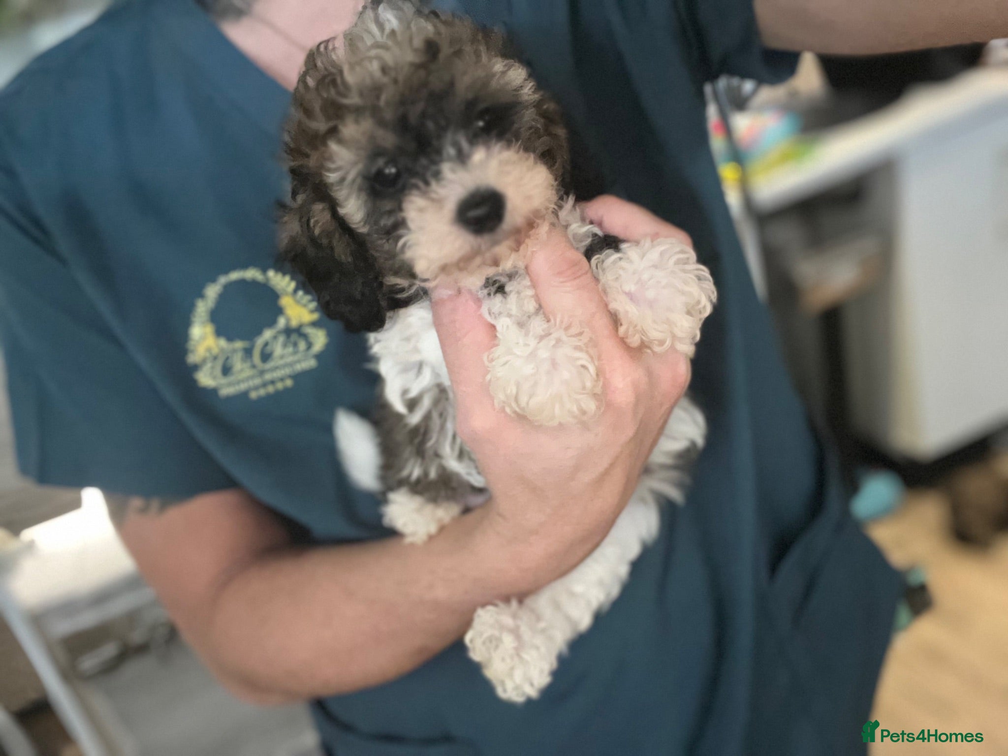 Cavapoo dogs Stunning Cavapoo puppies  - Advert 15