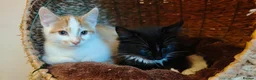 Mixed Breed cats for sale: Ginger-and-white boys and one Clico girl - Advert 32