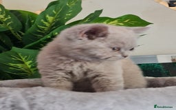 British Shorthair cats for sale: Pure bsh kittens from DNA & genetic tested parents - Image 21