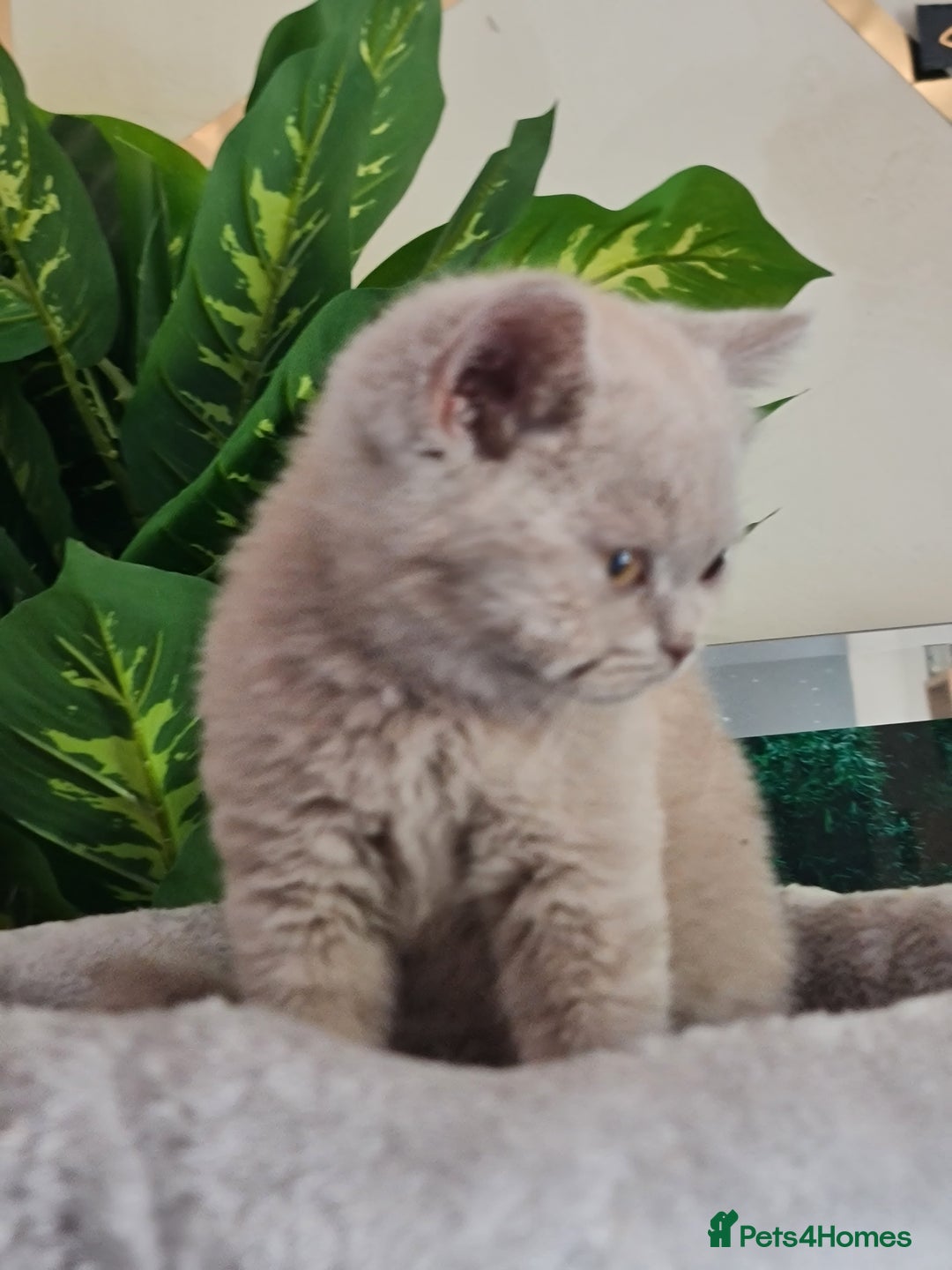 British Shorthair cats for sale: Pure bsh kittens from DNA & genetic tested parents - Image 21