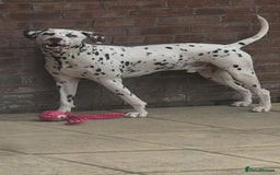 Dalmatian dogs for sale: Liver Dalmatian for sale.  - Image 1