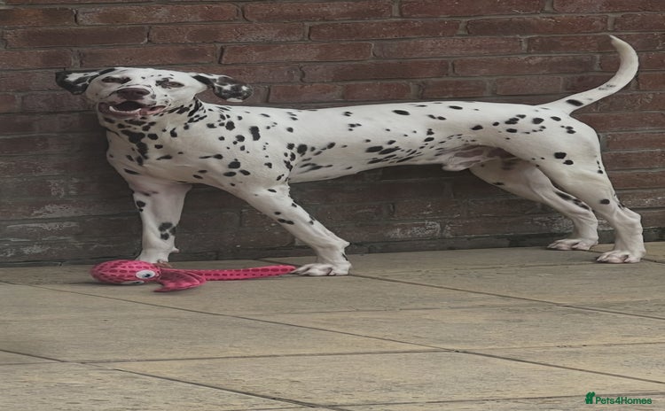 Dalmatian dogs - Advert 1