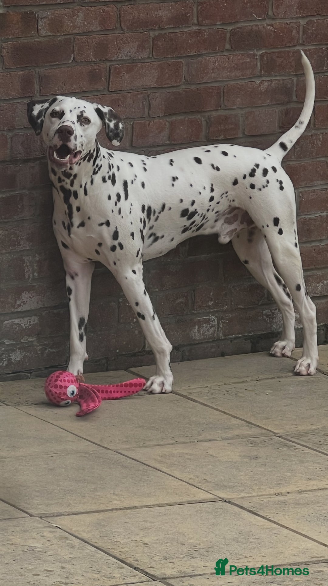 Dalmatian dogs for sale: Liver Dalmatian for sale.  - Image 1