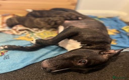 Staffordshire Bull Terrier dogs for sale: Female Staffordshire Bull Terrier Pups - Image 8