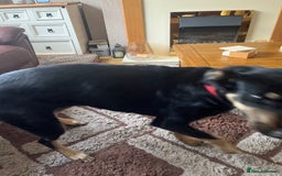 Mixed Breed dogs for sale: Huntaway x kelpie - Image 3