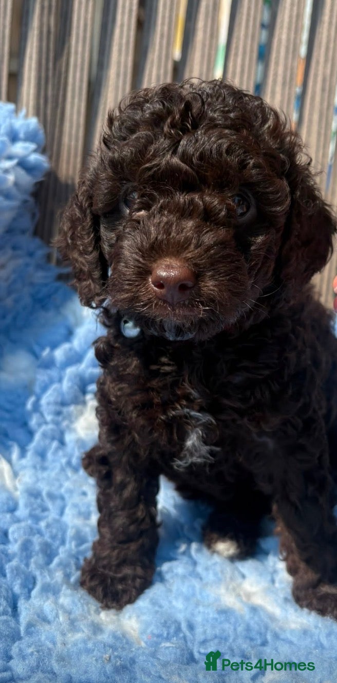 Cockapoo dogs Miniature cockapoo  - Advert 11