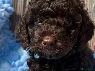 Cockapoo dogs Miniature cockapoo - Advert 11