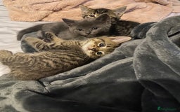 Mixed Breed cats for sale: Beautifull playfull  kittens  - Image 8
