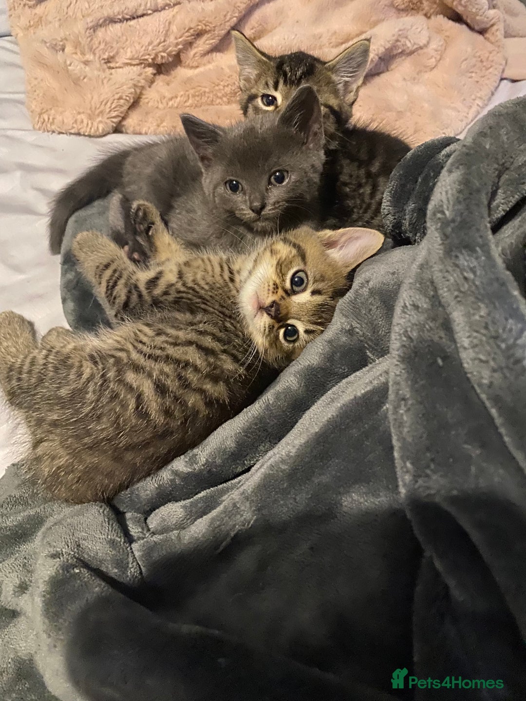 Mixed Breed cats for sale: Beautifull playfull  kittens  - Image 8