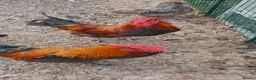 Chickens poultry for sale: Cockerels - Copper Maran, Olive eggers and Silkies - Advert 2