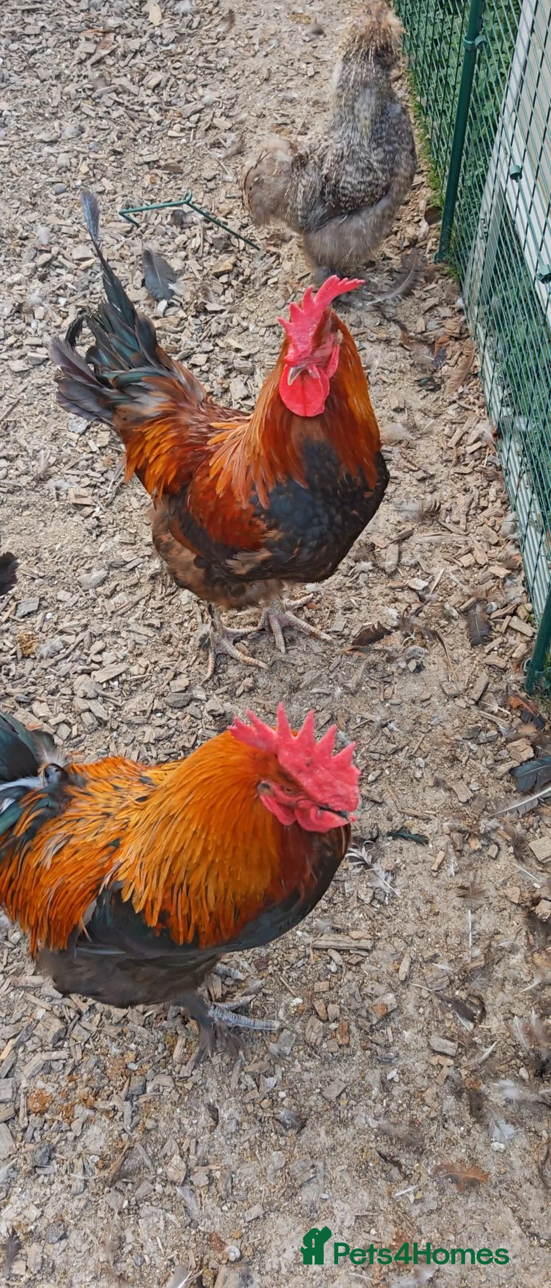 Chickens poultry for sale: Cockerels - Copper Maran, Olive eggers and Silkies - Advert 2