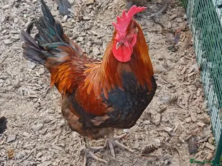 Chickens poultry Cockerels - Copper Maran, Olive eggers and Silkies - Advert 2