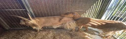 Goats livestock for sale: Registered Royal Guernsey Goats - Advert 3