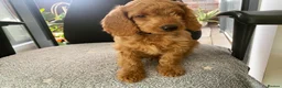 Cockapoo dogs for sale: Toy Poodle Cross Puppies, Mum & Dad Seen, London - Advert 4