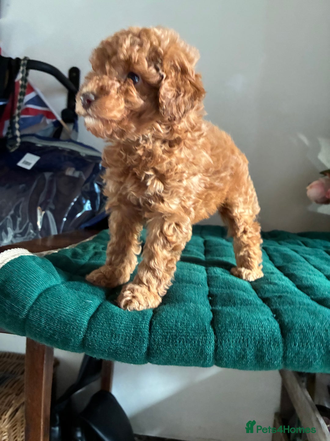 Toy Poodle dogs for sale: Red and Apricot Tiny Toy Poodles - Ready Soon - Advert 8