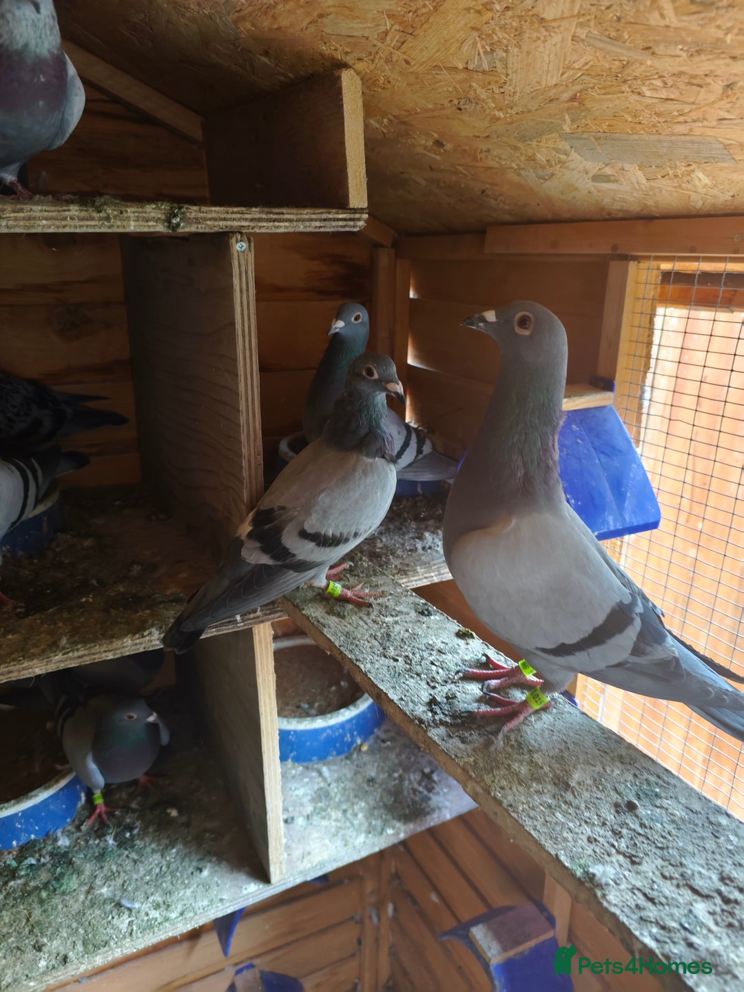 Pigeons birds for sale: Racing pigeons - Advert 5