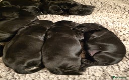 Cockalier dogs for sale: Gorgeous chunky Cockalier pupuchinos - Image 27