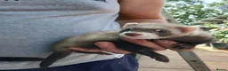 Ferret rodents for sale: Hobs and Jill's Ferrets in Southampton - Advert 1