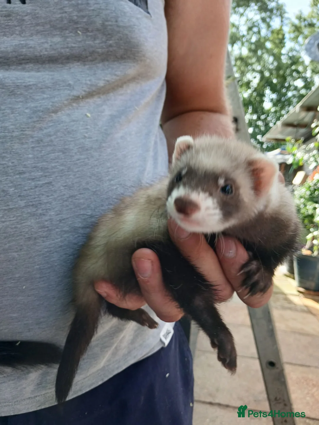 Ferret rodents for sale: Hobs and Jill's Ferrets in Southampton - Advert 1