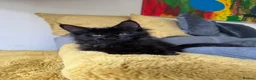 Maine Coon cats for sale: XXL kittens Tica ❤️ - Advert 13