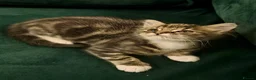Norwegian Forest Cat cats for sale: Norwegian Forest Cat Mix Kittens in London - Advert 3