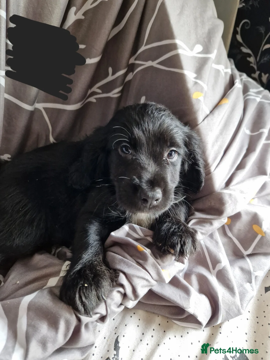 Mixed Breed dogs for sale: Beautiful boys  - Advert 8