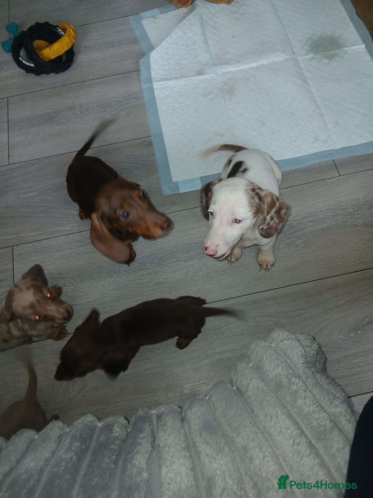 Dachshund dogs Lovley colourful litter. - Advert 2