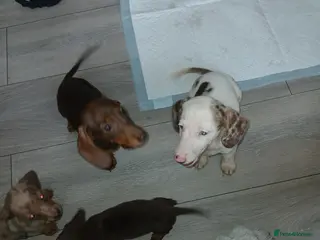 Dachshund dogs Lovley colourful litter. - Advert 2