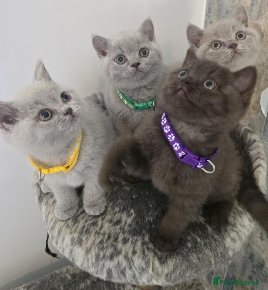 British Shorthair cats Chunky British shorthair kitten  - Advert 4