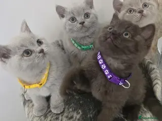 British Shorthair cats Chunky British shorthair kitten - Advert 4