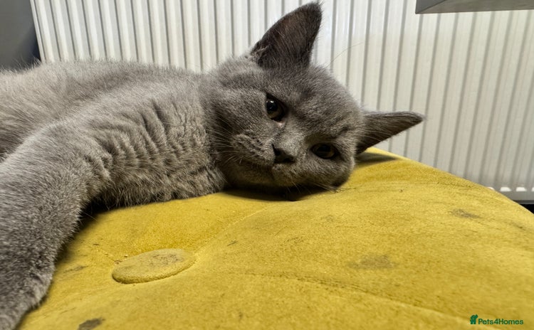 British Shorthair cats - Advert 4