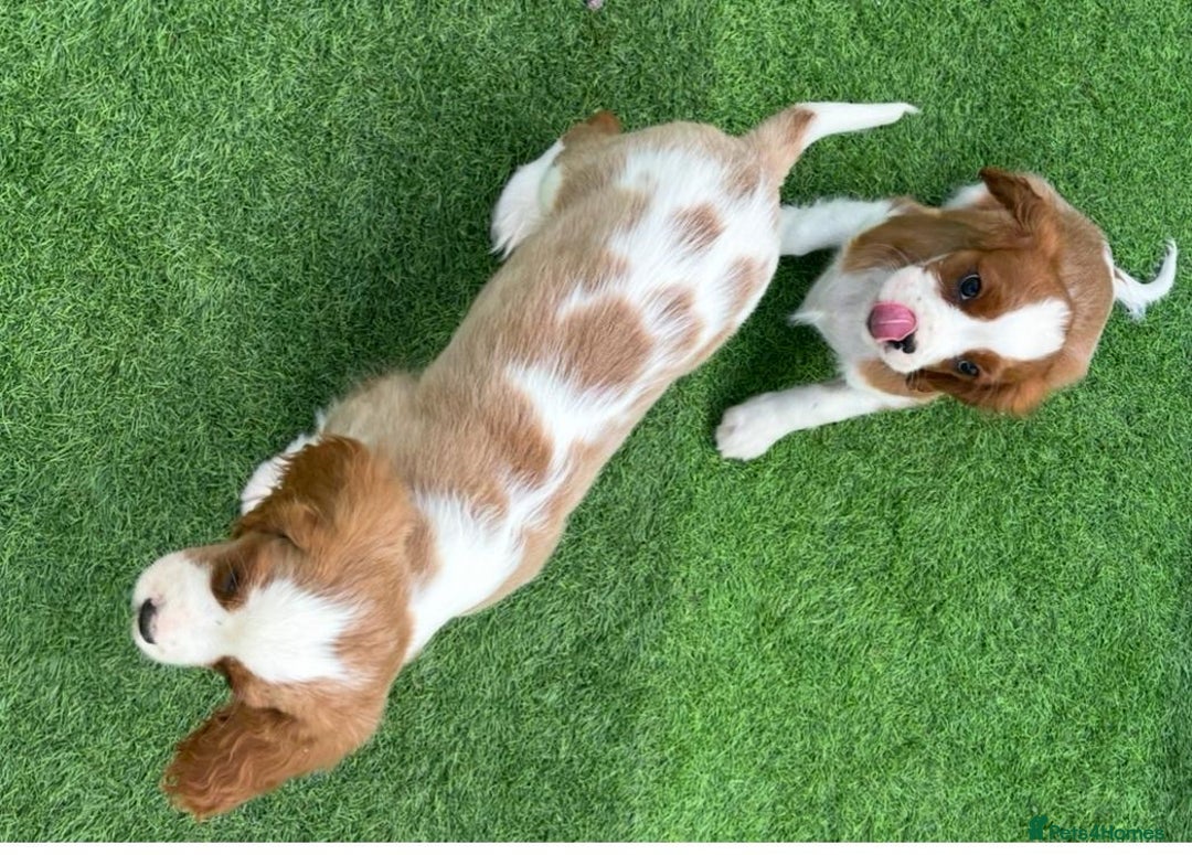 Cavalier King Charles Spaniel dogs for sale: King Charles Cavalier puppes - Advert 5