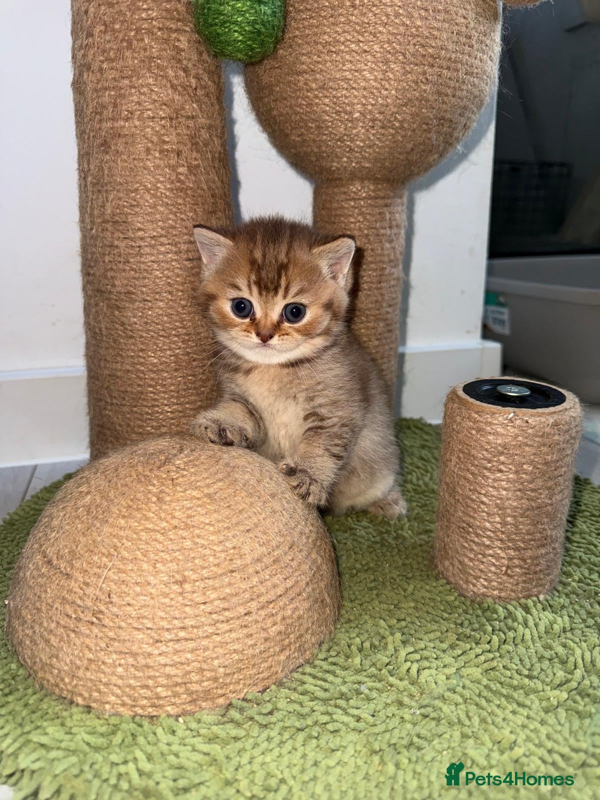 Scottish Fold cats Exceptional litter of Scottish fold/ straight😍😍 - Advert 2