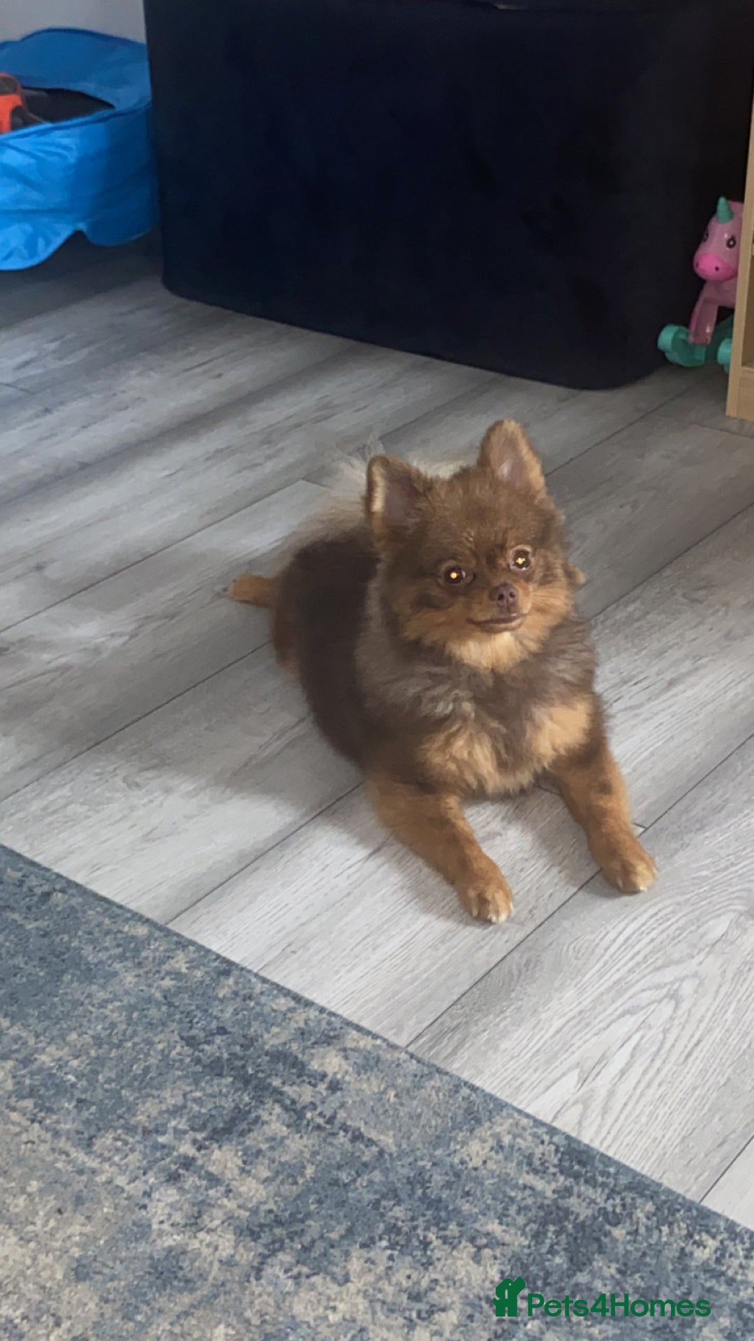 Pomeranian dogs for sale: Male 1 year old Pomeranian  - Image 3