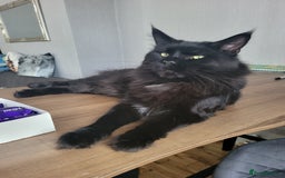 Maine Coon cats for sale: Beautiful Maine coon kitten boys - Image 10